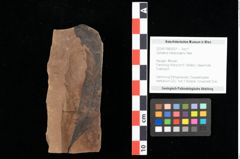 Foto (Objekt + Etikett) von Sphaeria interpungens Heer (NHMW-GEO-2024-0188-0021)